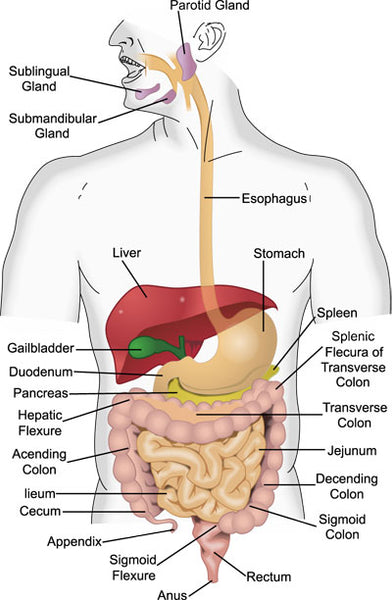 The Digestive Process